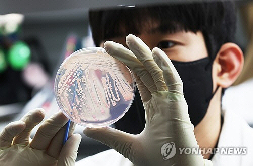 기온이 오르며 식중독 위험이 증가하고 있는 19일 경기도 수원시 권선구 경기도보건환경연구원에서 연구원들이 식중독균 배양분리작업을 시연하고 있다. [수원=연합뉴스]